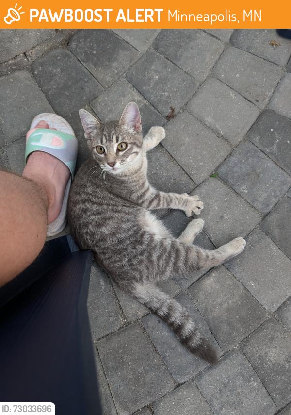 Found/Stray Female Cat last seen 49th st and Morgan Ave N, Minneapolis, MN 55430