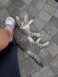 Found/Stray Female Cat last seen 49th st and Morgan Ave N, Minneapolis, MN 55430