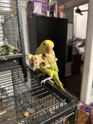 Lost Male Bird last seen Edmonton street, Bladensburg, MD 20710