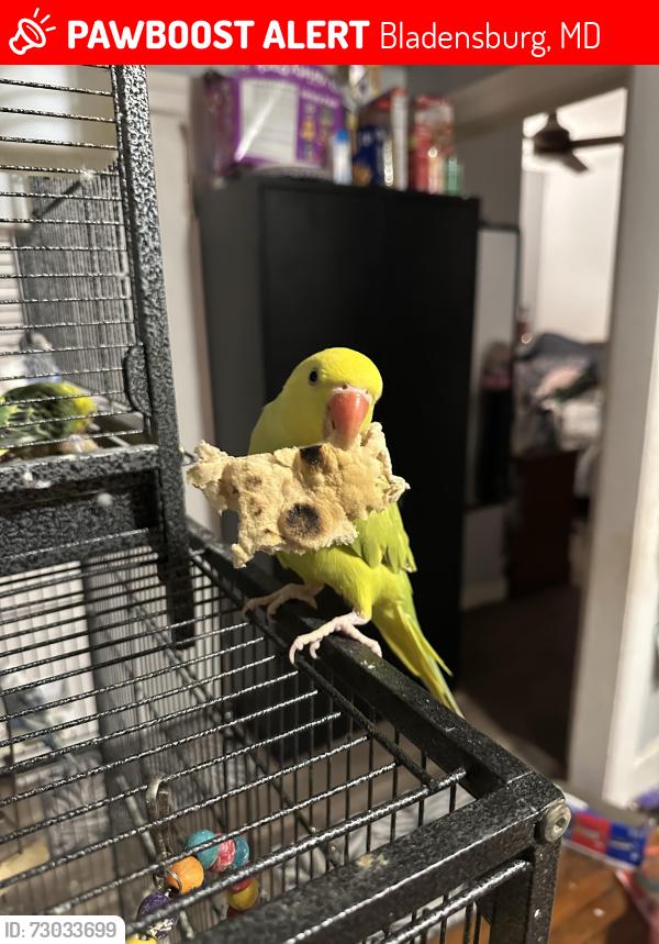 Lost Male Bird last seen Edmonton street, Bladensburg, MD 20710