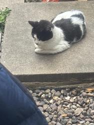 Reunited Unknown Cat last seen Florence rd, West Midlands, England B27