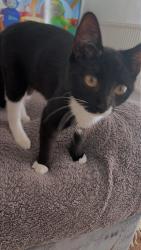 Reunited Female Cat last seen Near fairfield primary school, Droylsden, England 