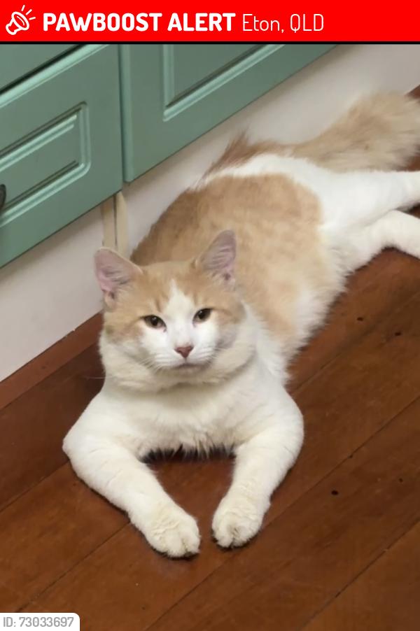 Lost Male Cat last seen Krieger street eton, Eton, QLD 4741
