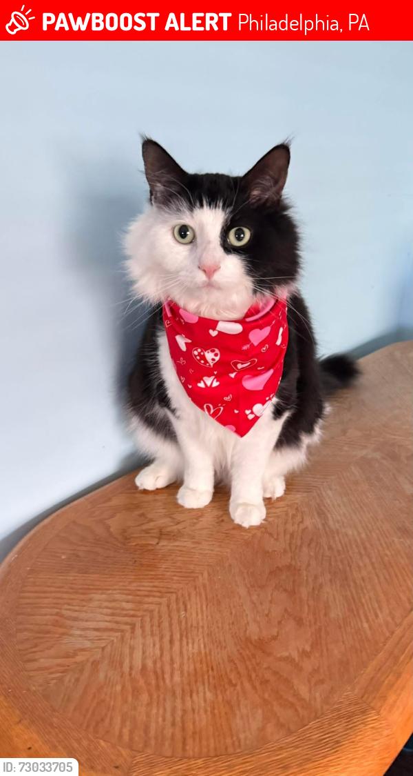 Lost Male Cat last seen Medford and Vinton, Philadelphia, PA 19154