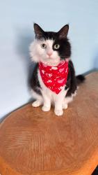 Lost Male Cat last seen Medford and Vinton, Philadelphia, PA 19154
