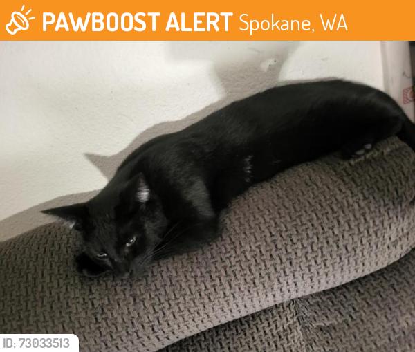Found/Stray Male Cat last seen North pettet drive, Spokane, WA 99205