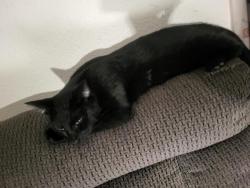 Found/Stray Male Cat last seen North pettet drive, Spokane, WA 99205
