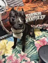 Found/Stray Male Dog last seen Carlton road, glades cut off, Port St. Lucie, FL 34987