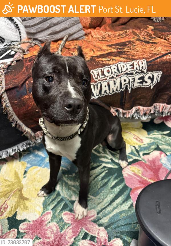 Found/Stray Male Dog last seen Carlton road, glades cut off, Port St. Lucie, FL 34987