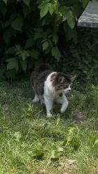 Lost Male Cat last seen Dufferin and bloor st , Toronto, ON M6H 1M7
