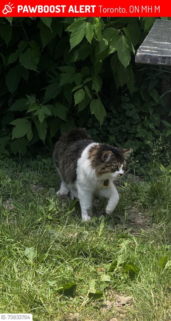 Lost Male Cat last seen Dufferin and bloor st , Toronto, ON M6H 1M7