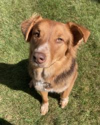 Reunited Female Dog last seen Trails behind steeplechase apmts by Parkview , Fort Wayne, IN 46845