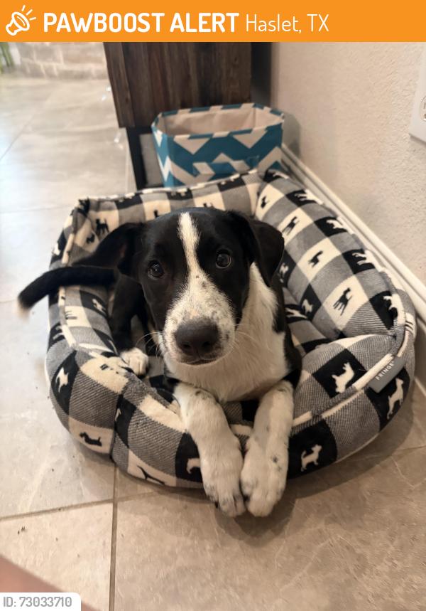 Found/Stray Male Dog last seen Near walmart in Haslet, Haslet, TX 76052
