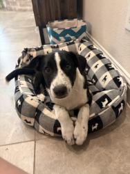 Found/Stray Male Dog last seen Near walmart in Haslet, Haslet, TX 76052