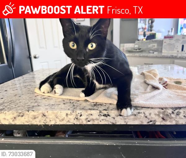 Lost Female Cat last seen Kathryn….snowberry…., Frisco, TX 75035