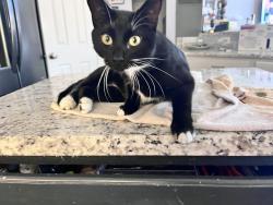 Lost Female Cat last seen Kathryn….snowberry…., Frisco, TX 75035