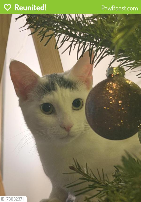 Reunited Female Cat last seen Near Penn Ave, near the intersection of Penn Ave & Hill St, Mayfield, PA 18433, Mayfield, PA 18433