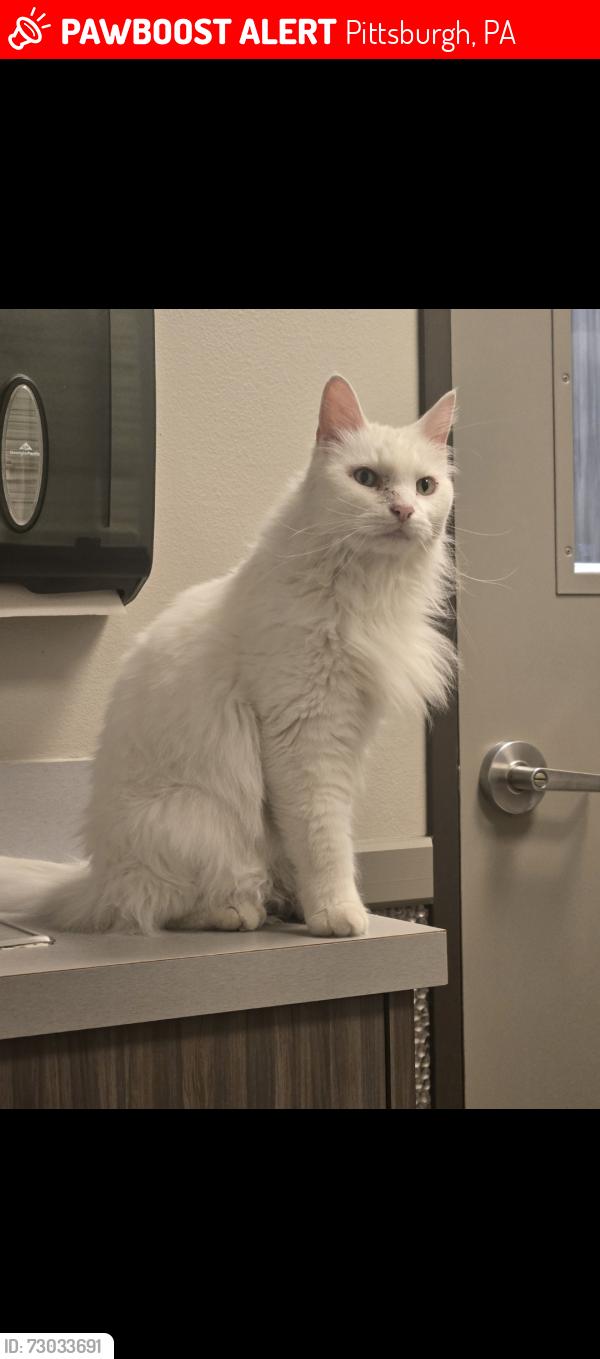 Lost Female Cat last seen Crane/Tropical, Pittsburgh, PA 15216