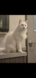 Lost Female Cat last seen Crane/Tropical, Pittsburgh, PA 15216