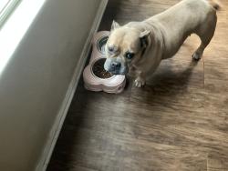 Lost Female Dog last seen Debbie lane and lost canyon , Mansfield, TX 76063