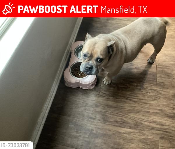 Lost Female Dog last seen Debbie lane and lost canyon , Mansfield, TX 76063