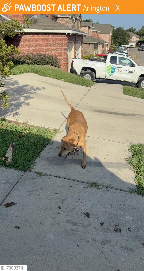 Found/Stray Unknown Dog last seen Lillard, Aldergate, Wesley, Bloomsfield, Arlington, TX 76012
