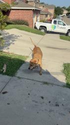 Found/Stray Unknown Dog last seen Lillard, Aldergate, Wesley, Bloomsfield, Arlington, TX 76012