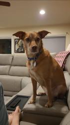 Lost Female Dog last seen Ann Rd and Ft Apache, Las Vegas, NV 89149