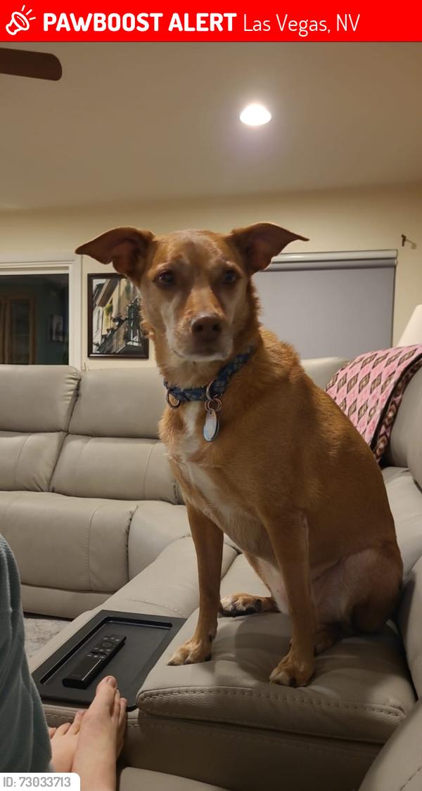 Lost Female Dog last seen Ann Rd and Ft Apache, Las Vegas, NV 89149