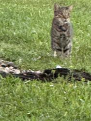 Found/Stray Unknown Cat last seen Country Landing I, Boca Raton, FL 33428