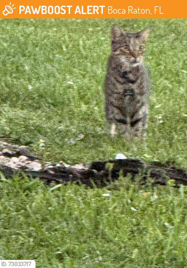 Found/Stray Unknown Cat last seen Country Landing I, Boca Raton, FL 33428