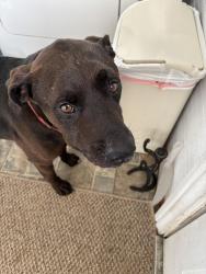 Lost Male Dog last seen Hempridge Church Rd, Waddy, KY 40076