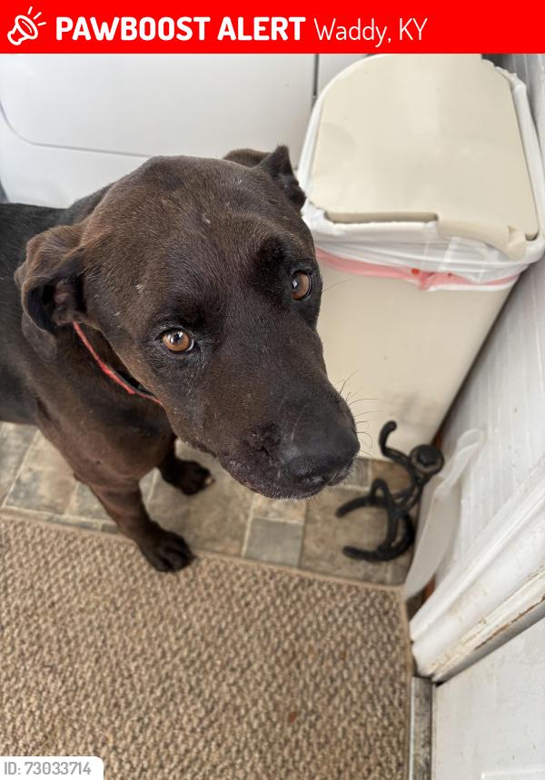 Lost Male Dog last seen Hempridge Church Rd, Waddy, KY 40076