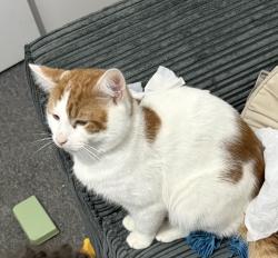 Lost Male Cat last seen Fortunegate Road , Greater London, England NW10 9RG