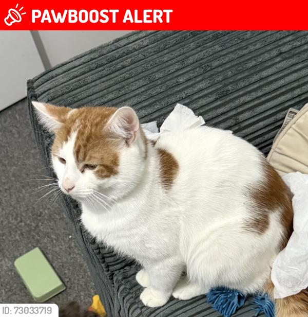 Lost Male Cat last seen Fortunegate Road , Greater London, England NW10 9RG
