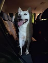 Reunited Male Dog last seen Sample and lyons, Coconut Creek, FL 33063