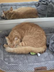 Reunited Male Cat last seen 121st Yale Ave, Chicago, IL 60628