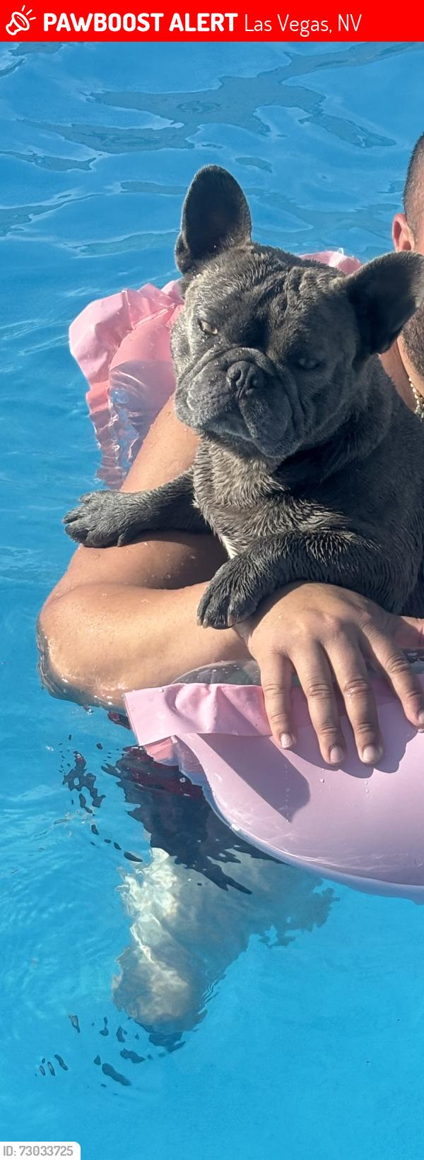 Lost Male Dog last seen Skyview Dr , arden street , Las Vegas, NV 89104