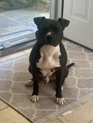 Lost Male Dog last seen Heather hills ln, Glen Mills, PA 19342