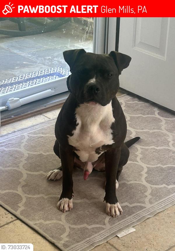 Lost Male Dog last seen Heather hills ln, Glen Mills, PA 19342