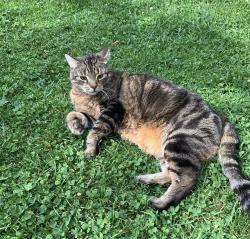 Reunited Male Cat last seen Near Baird Court - Winston Churchill and Burhamthorpe , Mississauga, ON L5L 1P2
