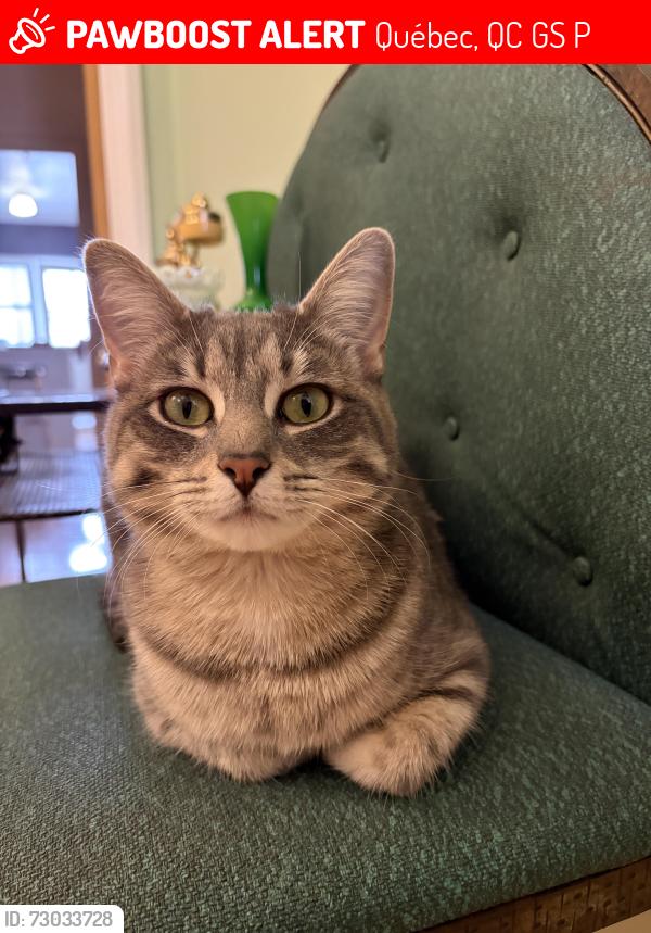 Lost Female Cat last seen Moncton, Québec, QC G1S 1P6