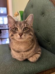 Lost Female Cat last seen Moncton, Québec, QC G1S 1P6