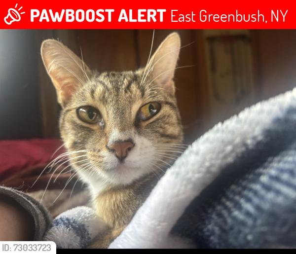 Lost Male Cat last seen Brookview road and Columbia TPK, East Greenbush, NY 12061