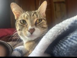 Lost Male Cat last seen Brookview road and Columbia TPK, East Greenbush, NY 12061