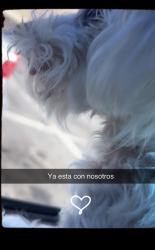 Reunited Female Dog last seen Vernon st Worcester , Worcester, MA 01607
