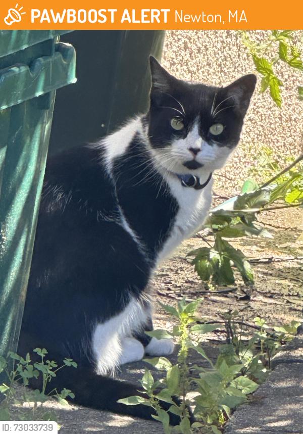 Found/Stray Unknown Cat last seen Near Wildwood Ave, Newton, MA 02460, Newton, MA 02460