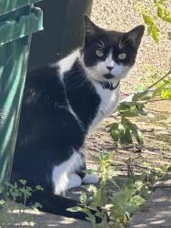 Found/Stray Unknown Cat last seen Near Wildwood Ave, Newton, MA 02460, Newton, MA 02460