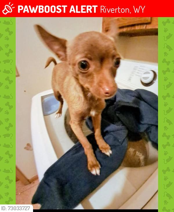 Lost Female Dog last seen Sage brush loop, Riverton, WY 82501