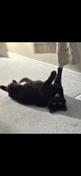 Reunited Female Cat last seen Winston Churchill and Erin Centre , Mississauga, ON L5M